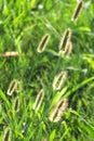 Sun in September grass blowing in wind Royalty Free Stock Photo