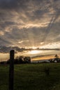 White cows on summer meadowsun set on meadow sun rays and shadows from clouds Royalty Free Stock Photo