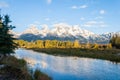 Early morning sun lighting up aspen trees. Royalty Free Stock Photo