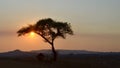 Sun sets behind Acacia tree in Zimbabwe