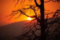 Sun sets behind burned trees in Central California.