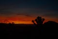 Sunset Joshua Tree Silhouette Royalty Free Stock Photo