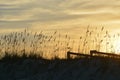 The sun sets behind the sea oats of the vast sand dunes Royalty Free Stock Photo