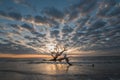 Driftwood Beach Sunrise Clouds Jekyll Island Georgia Royalty Free Stock Photo