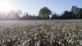 Cotton Field At Sunset On A Fall Day Royalty Free Stock Photo