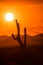 Sun sets in fire red sky behind saguaro cactus, vertical photo Royalty Free Stock Photo