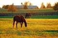 The sun sets on Horse Country in the Blue Grass Region of Kentucky Royalty Free Stock Photo