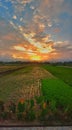 The sun sets in the indonesian rice fields Royalty Free Stock Photo