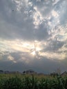 The sun sets over the corn plants