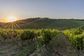 The sun sets over the famous vineyards for the production of classic Chianti wine between the provinces of Siena and Florence Royalty Free Stock Photo