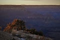 Tree at Sunset at Grand Canyon in Winter Royalty Free Stock Photo