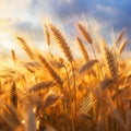 The Sun Sets on the Wheat Field: A Bright Future for Cryptocurre