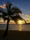 Sun setting behind palm tree Royalty Free Stock Photo