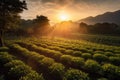 sun setting behind rows of tea plants in teahouse plantation, with view to the mountains