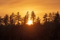 The Sun Setting Behind Silhouetted Pine Trees