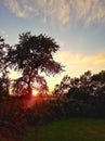 Sun setting behind tall tree on farmland Royalty Free Stock Photo