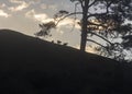 Tree and Cows at Sunset