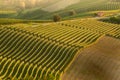 Little country road amidst combed rows of grapevine in barolo italy, beautyful vineyards