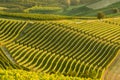Little country road amidst combed rows of grapevine in barolo italy, beautyful vineyards