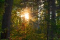 The sun is setting, letting a sunbeam through the autumn trees. Royalty Free Stock Photo