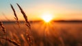 The Sun Setting Over Field Tall Grass Royalty Free Stock Photo