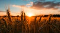 The Sun Setting Over Field Tall Grass Royalty Free Stock Photo