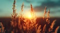 The Sun Setting Over Field Tall Grass Royalty Free Stock Photo