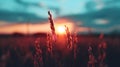 The Sun Setting Over Field Tall Grass Royalty Free Stock Photo
