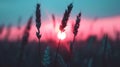 The Sun Setting Over Field Tall Grass Royalty Free Stock Photo
