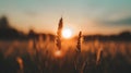 The Sun Setting Over Field Tall Grass Royalty Free Stock Photo