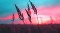 The Sun Setting Over Field Tall Grass Royalty Free Stock Photo