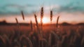 The Sun Setting Over Field Tall Grass Royalty Free Stock Photo