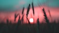 The Sun Setting Over Field Tall Grass Royalty Free Stock Photo