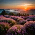 Sun setting over a field of wild flowers with a background of mountains Royalty Free Stock Photo