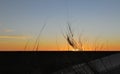 Sun setting over a flat horizon with some tall grass