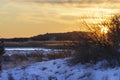 Phragmites in marsh being lit by afternoon sun Royalty Free Stock Photo