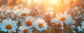 The sun setting over a vibrant meadow of white daisies. Concept Nature, Sunset, Meadow, Daisies, Vibrant Royalty Free Stock Photo
