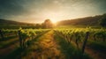 the sun is setting over a vineyard in the country side