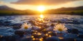 Sun setting over water with daisies in foreground Royalty Free Stock Photo