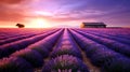 Sun setting or rising over a lavendar field. Beautiful lavender field