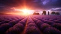 Sun setting or rising over a lavendar field. Beautiful lavender field