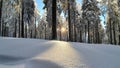 Desolate frozen sunset through the trees of the Carpathian Mountains