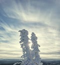 The sun in the shackles of snow trees. The slope of Kruglitsa mountain.