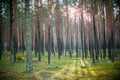 Sun shine in forest Royalty Free Stock Photo