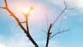 Sun, Shine In The Sky, Standing Tree Branch, Sky-blue Background