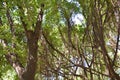 The sun shines through the banyan trees in the park, a beautiful day