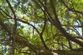 The sun shines through the banyan trees in the park, a beautiful day