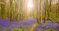 Sun shines through beech trees illuminating a carpet of bluebell Royalty Free Stock Photo