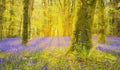 Sun shines through beech trees illuminating a carpet of bluebell Royalty Free Stock Photo