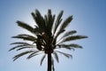 Sun shines behind palm tree crown Royalty Free Stock Photo